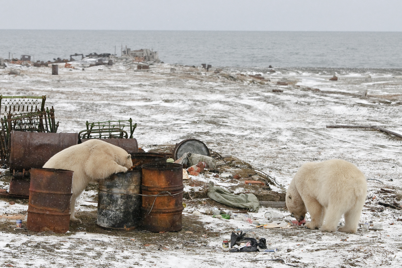 북극곰 무리가 민가 쓰레기통을 뒤지고 있다.[WWF 제공]
