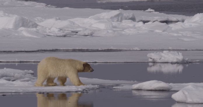 한 북극곰이 녹은 해빙을 힘겹게 건너고 있다.[WWF 제공]