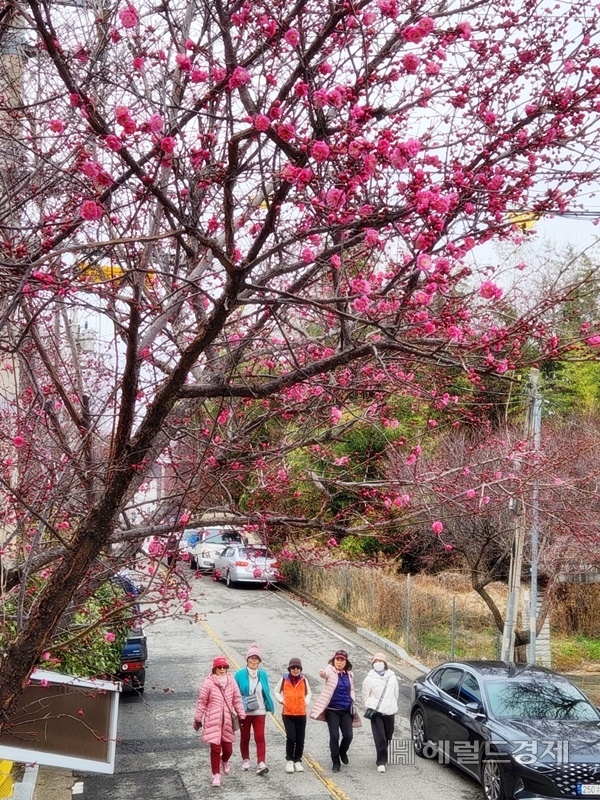 3일 오후 순천 홍매화 거리인 탐매마을을 탐방하고 있는 외지 관광객들. /박대성 기자.