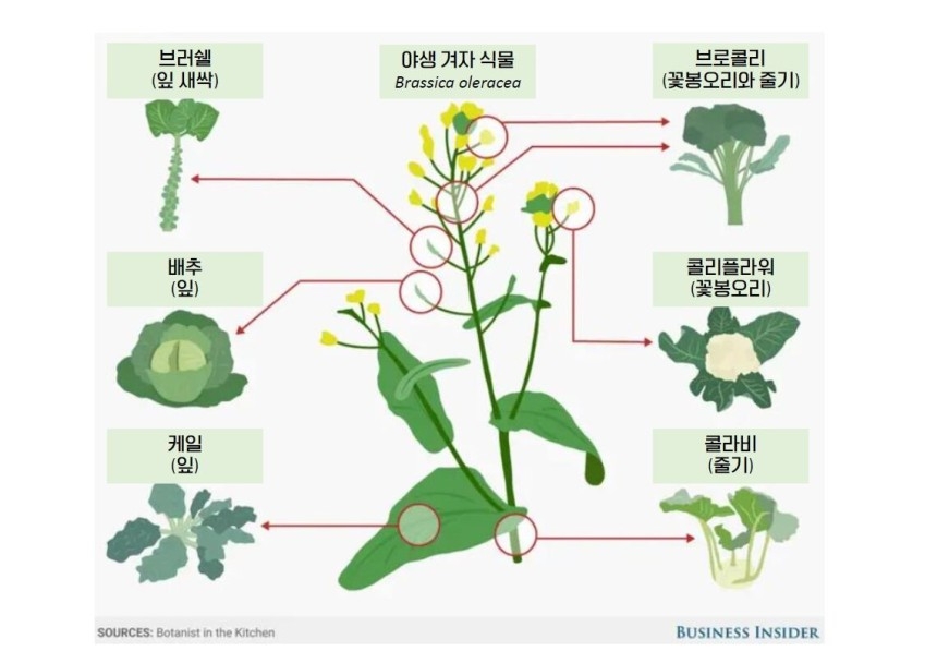 야생 겨자에서 자연변이한 채소 모습 [2022년 카오스 식물행성 강연 자료]