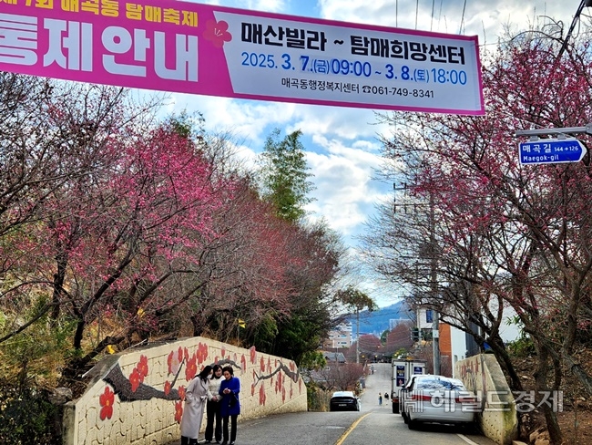 축제를 이틀 앞둔 6일 순천 탐매마을 홍매화 거리. /박대성 기자.