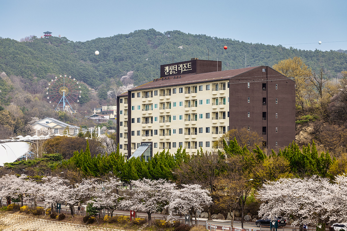 Cherry blossoms in front of Kensington Resort Jirisan (Kensington Resort Jirisan)