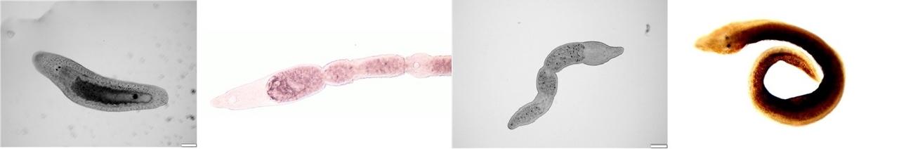 왼쪽부터 큰입납작벌레, 두사슬좁은입납작벌레, 뾰족머리좁은입납작벌레, 작은플라나리아(가칭)[국립생물자원관 제공]