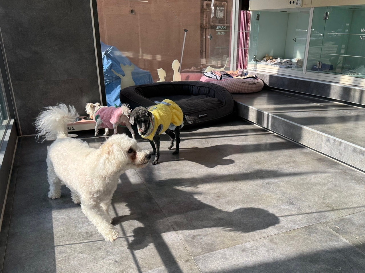 동대문구 펫 위탁소. [동대문구 제공]