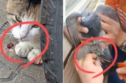 “보기만 해도 괴롭다” 입속까지 파고든 낚싯바늘…여기에 몰린 관광객 때문? [지구, 뭐래?]