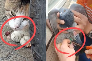 “보기만 해도 괴롭다” 입속까지 파고든 낚싯바늘…여기에 몰린 관광객 때문? [지구, 뭐래?]