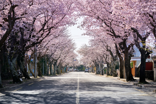 Cherry blossoms at Seogwipo, Jeju Island (Jeju Tourism Organization)
