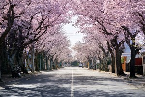 Jeju most popular domestic destination during spring flower bloom: trip platform