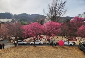 [포토] 순천홍매화 언제쯤 만개하나...개화율 40%대