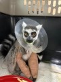 팔 부러진 ‘멸종위기’ 원숭이 광주서 수술 성공