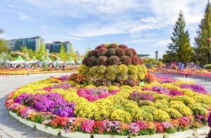 글로벌 OTA 분석, 한국 봄꽃 여행지..서울 3위